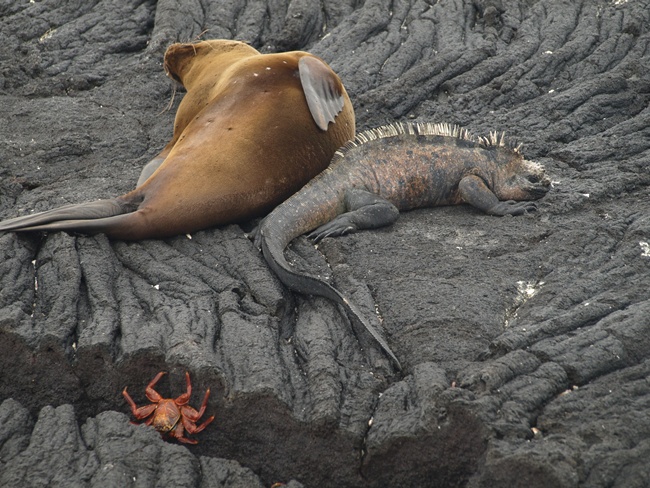 ../../Pictures/050210/080 Galapagos Dreigestirn.JPG